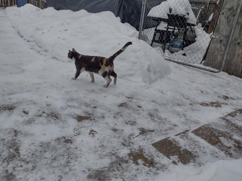 Enlarge Tamarack, a Adoptable Domestic Short Hair in Grand Rapids, MI image 1/3