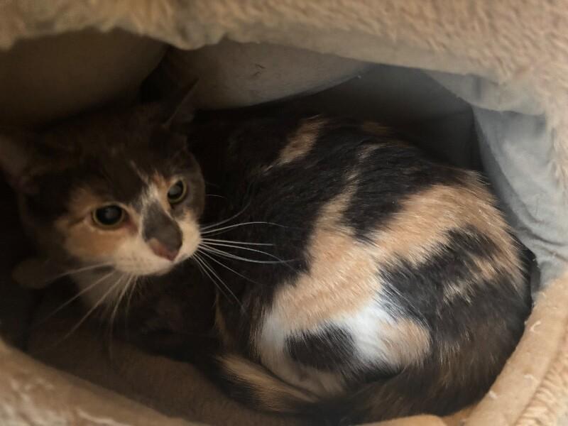 Enlarge Tamarack, a Adoptable Domestic Short Hair in Grand Rapids, MI image 2/3