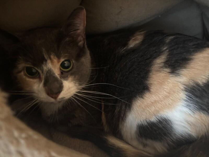 Enlarge Tamarack, a Adoptable Domestic Short Hair in Grand Rapids, MI image 3/3