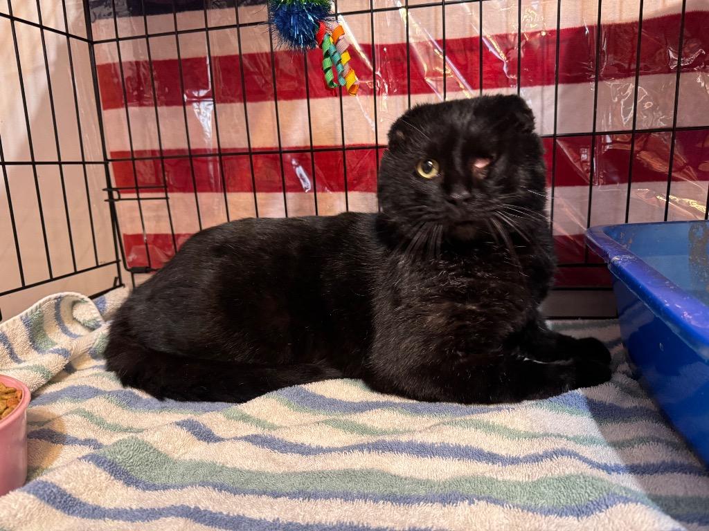 Captain Jack, Adoptable, Adult Male Scottish Fold.