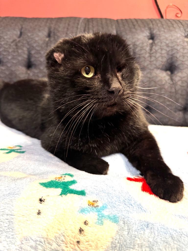 Enlarge Captain Jack, a Adoptable Scottish Fold in Charlotte, MI image 2/6