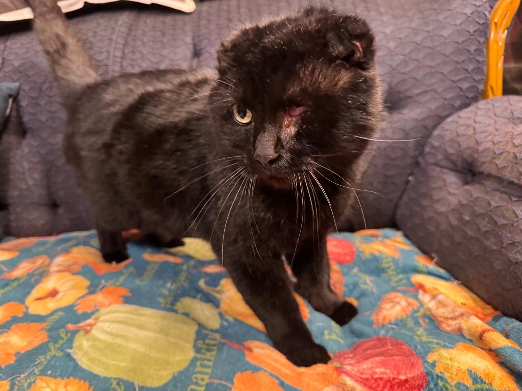 Enlarge Captain Jack, a Adoptable Scottish Fold in Charlotte, MI image 3/6