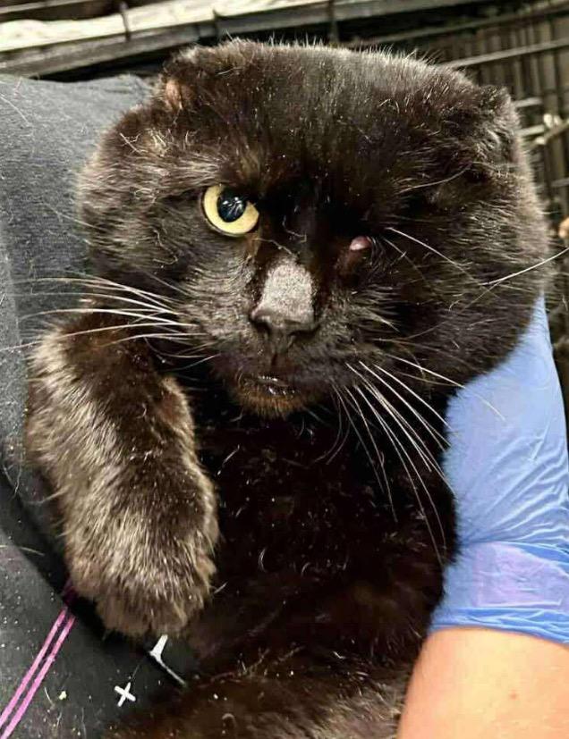 Enlarge Captain Jack, a Adoptable Scottish Fold in Charlotte, MI image 4/6