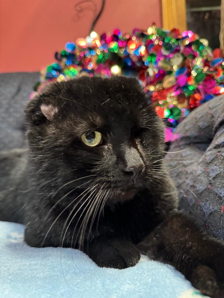 Enlarge Captain Jack, a Adoptable Scottish Fold in Charlotte, MI image 5/6