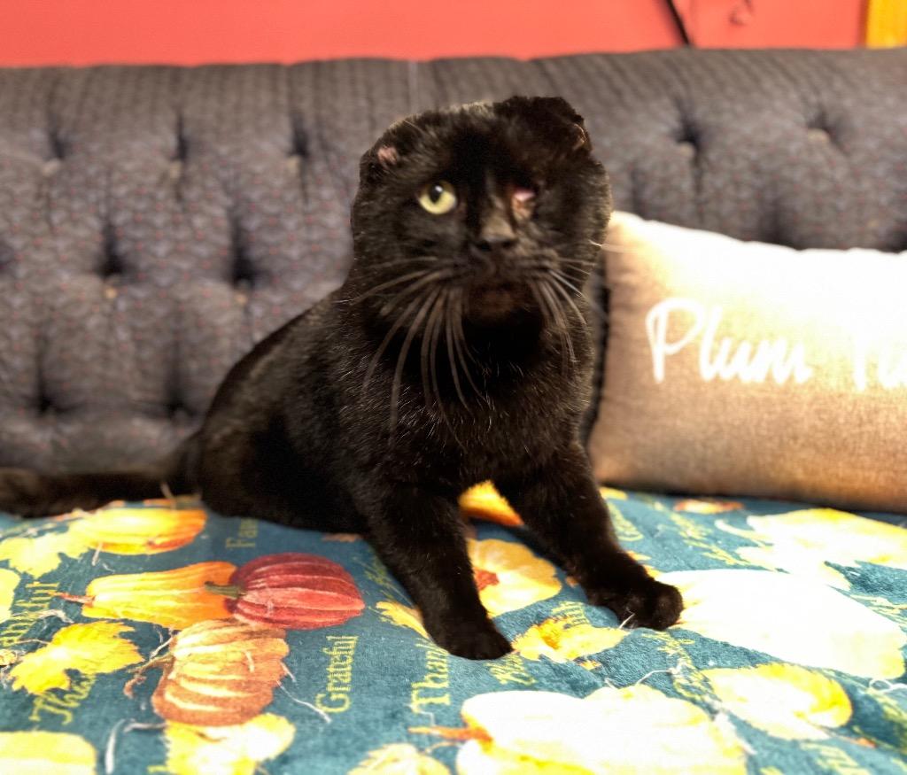 Enlarge Captain Jack, a Adoptable Scottish Fold in Charlotte, MI image 6/6