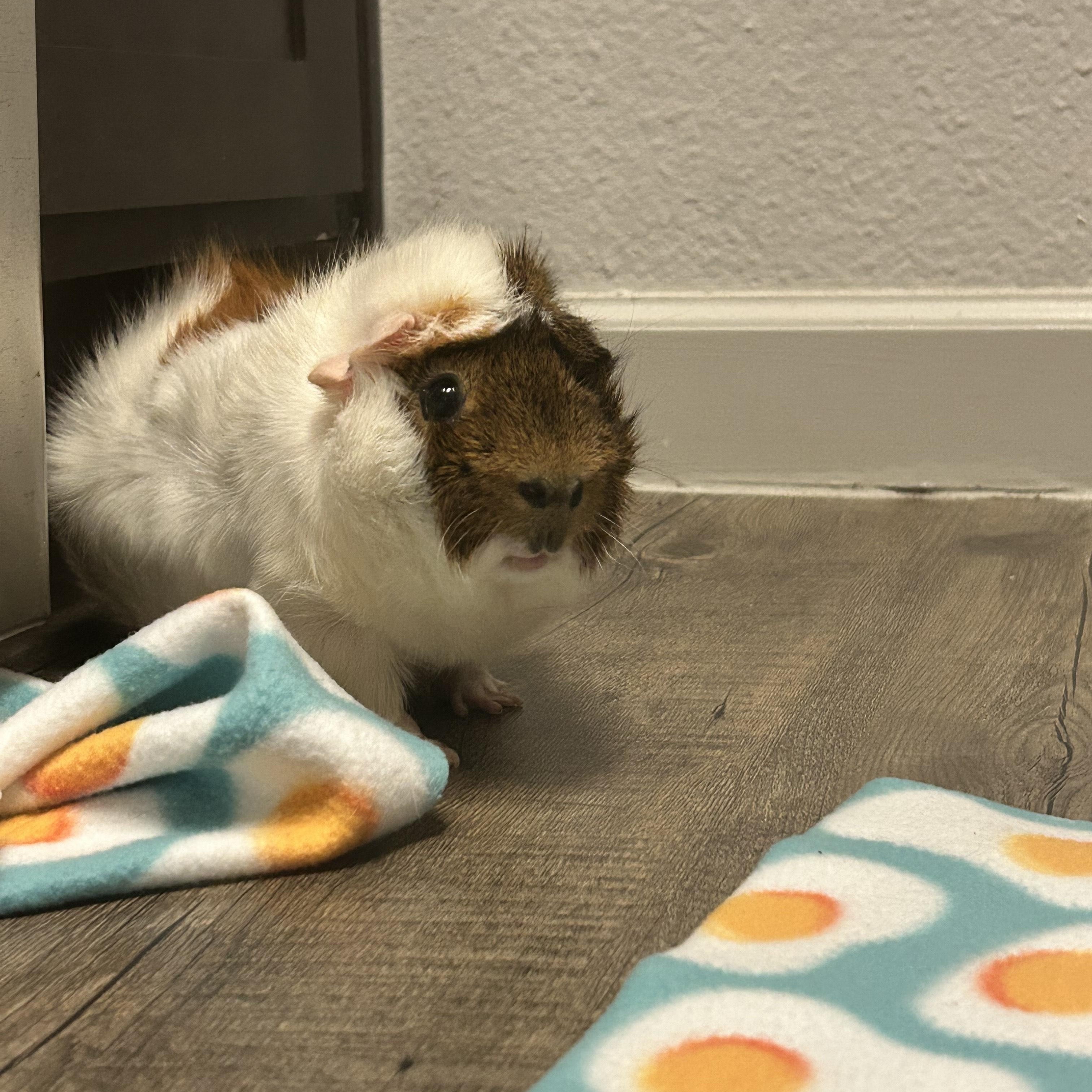 Bugs & Doc, a Adoptable Guinea Pig in Austin, TX image 4/6