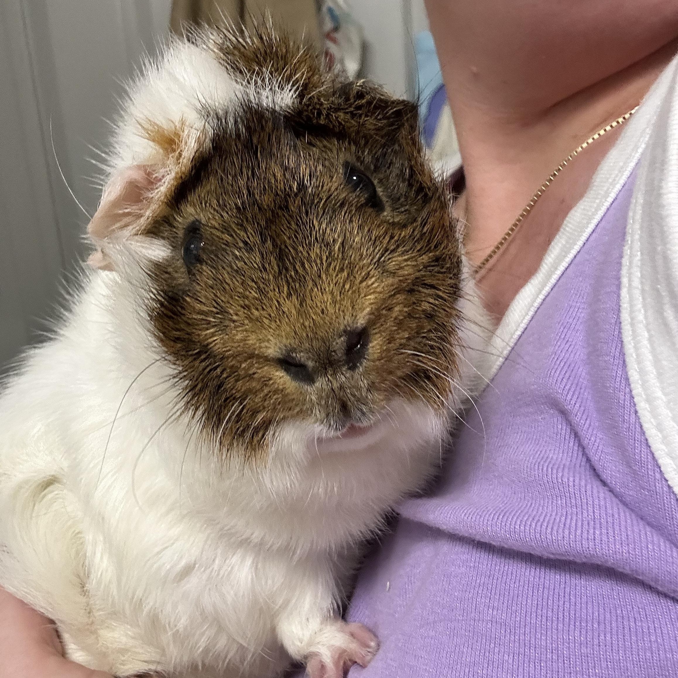 Bugs & Doc, a Adoptable Guinea Pig in Austin, TX image 2/6