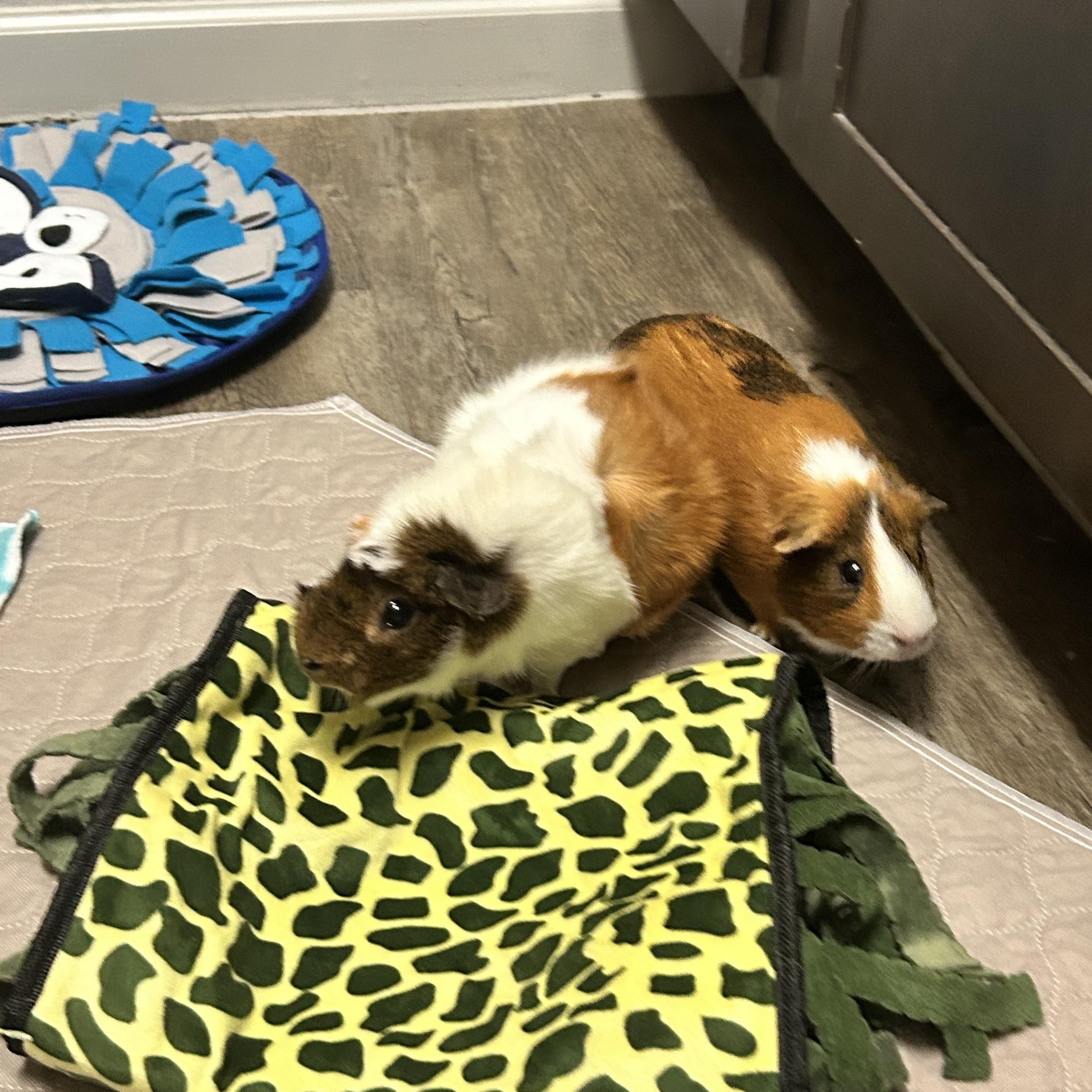 Bugs & Doc, a Adoptable Guinea Pig in Austin, TX image 5/6