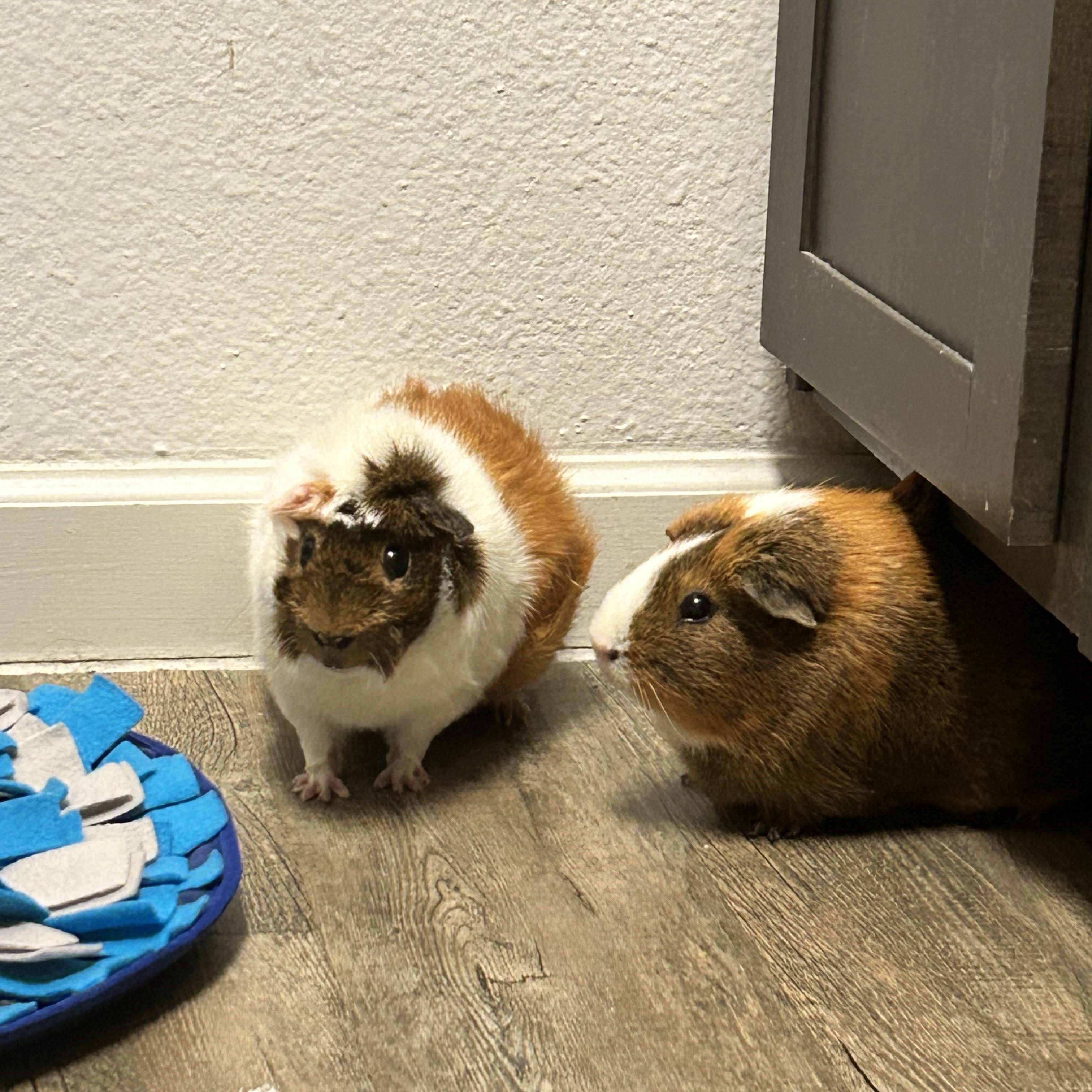 Bugs & Doc, Adoptable, Adult Male Guinea Pig.