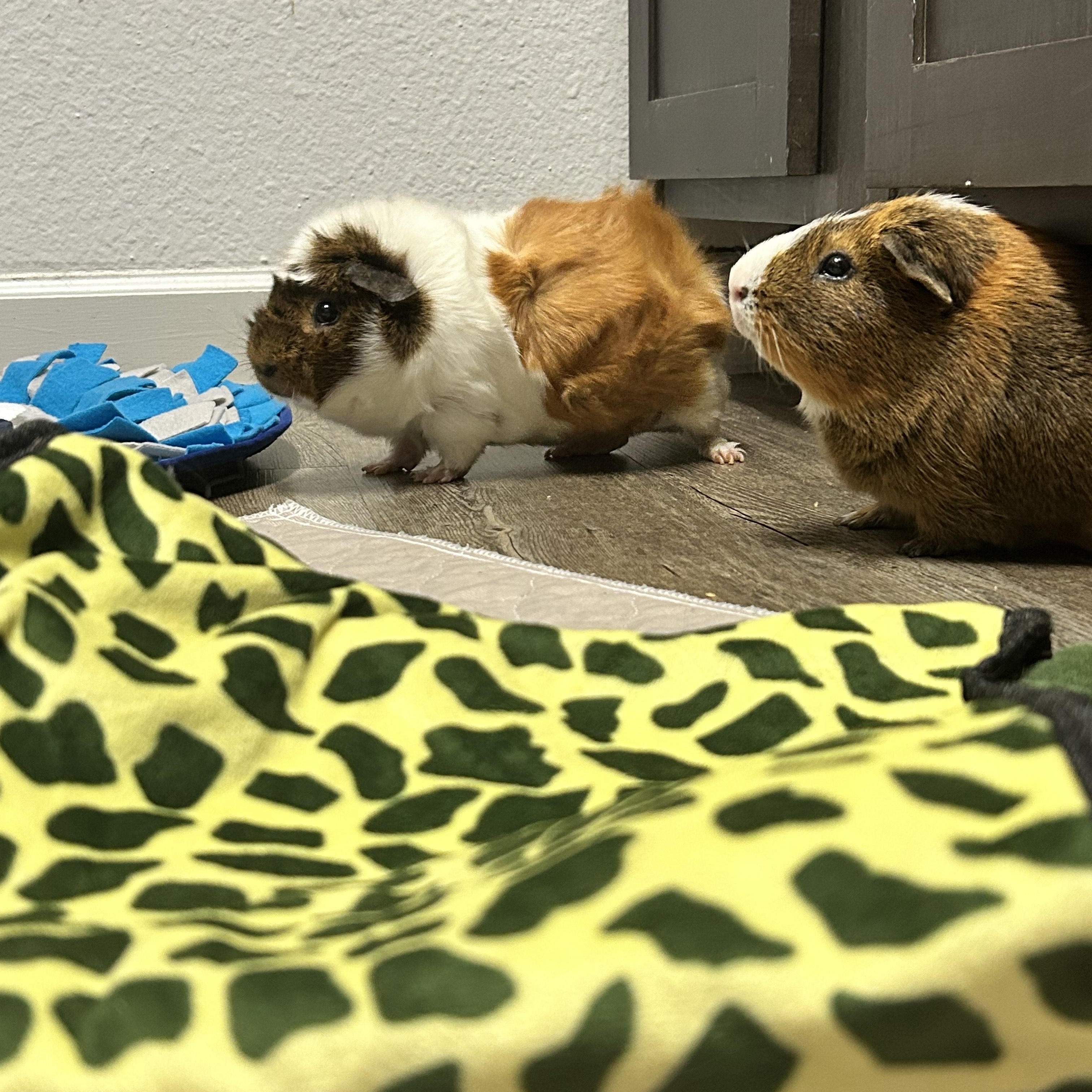 Bugs & Doc, a Adoptable Guinea Pig in Austin, TX image 6/6