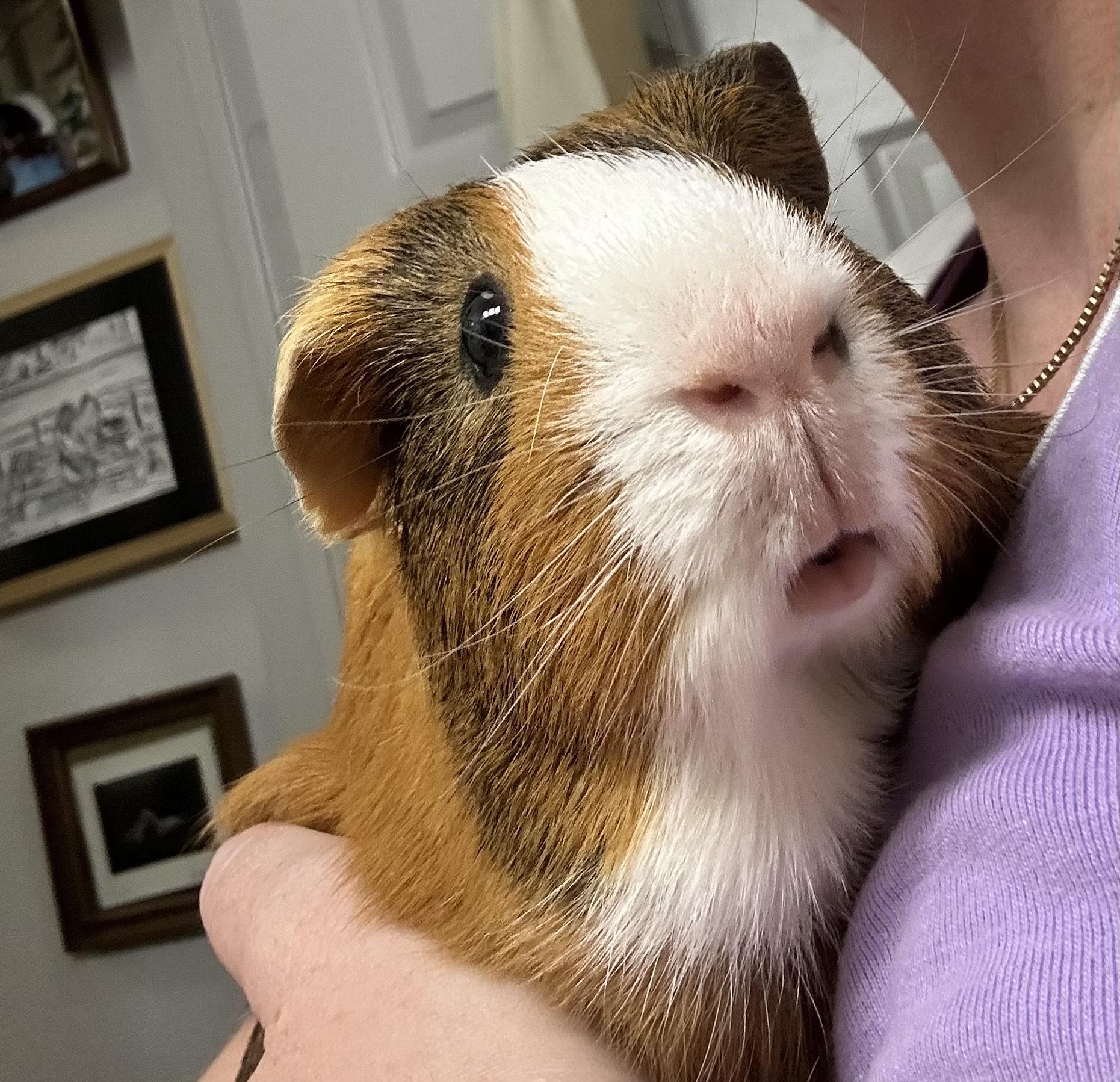 Bugs & Doc, a Adoptable Guinea Pig in Austin, TX image 3/6