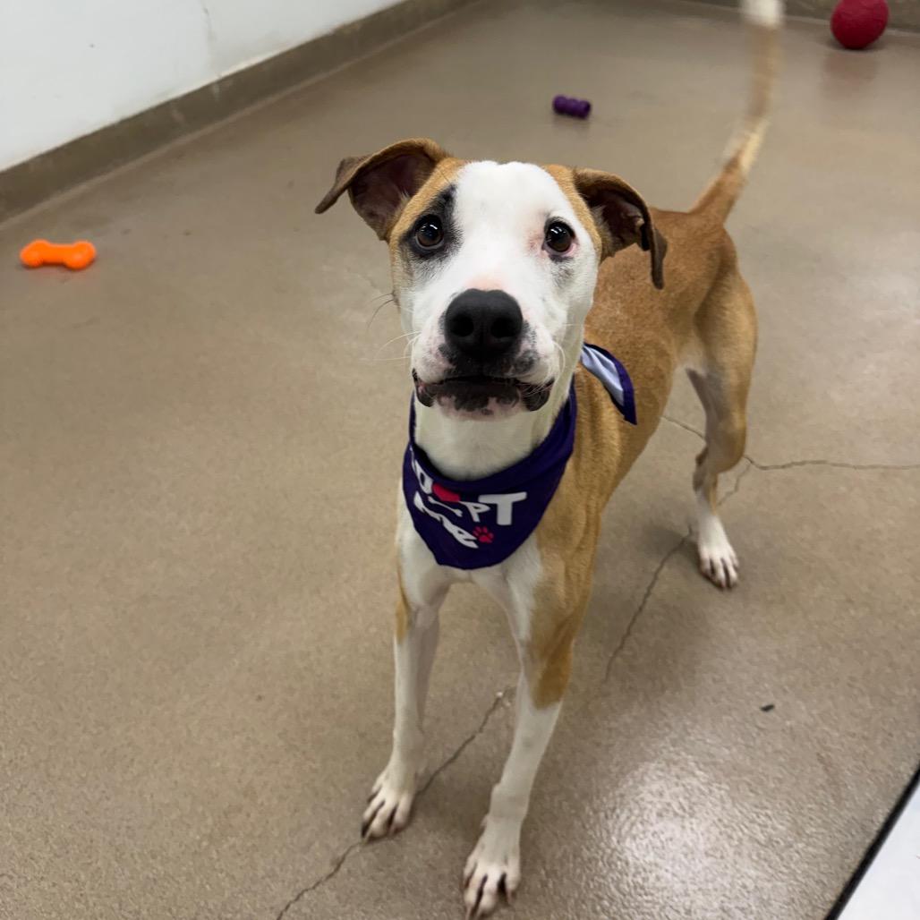 Taco, Adoptable, Adult Female Shepherd & Mixed Breed.