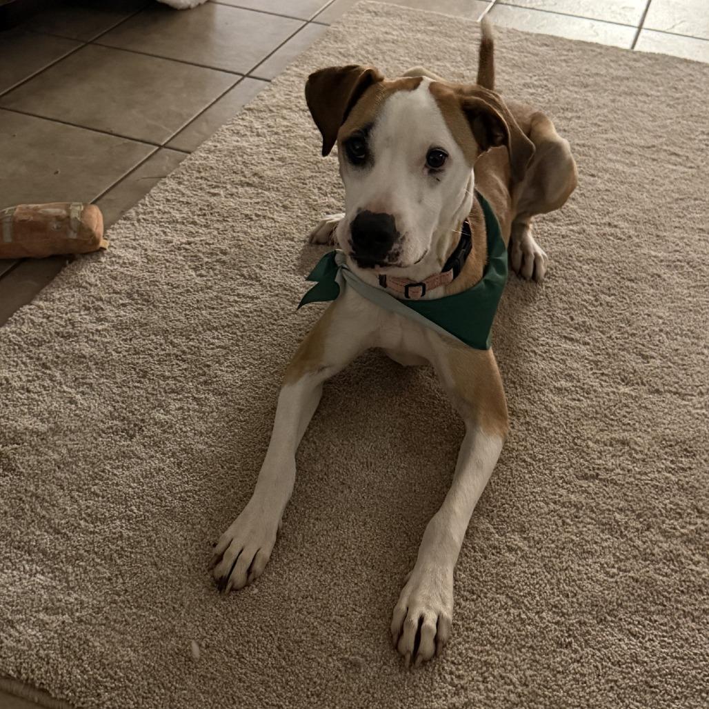 Enlarge Taco, a Adoptable mixed breed in San Antonio, TX image 1/6