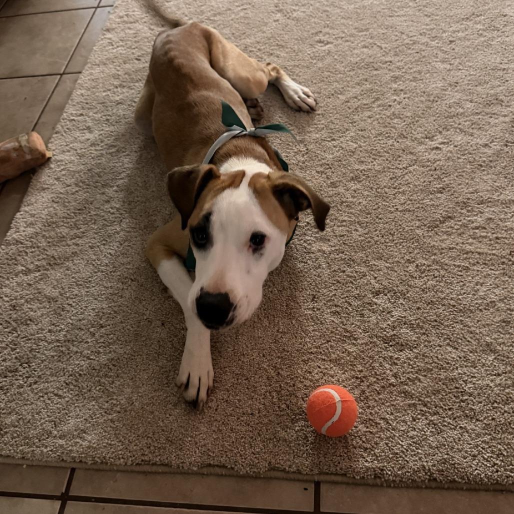 Enlarge Taco, a Adoptable mixed breed in San Antonio, TX image 2/6