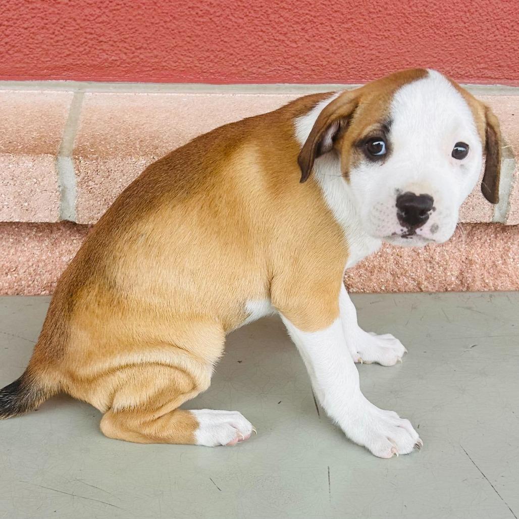 Enlarge Taco, a Adoptable mixed breed in San Antonio, TX image 3/6