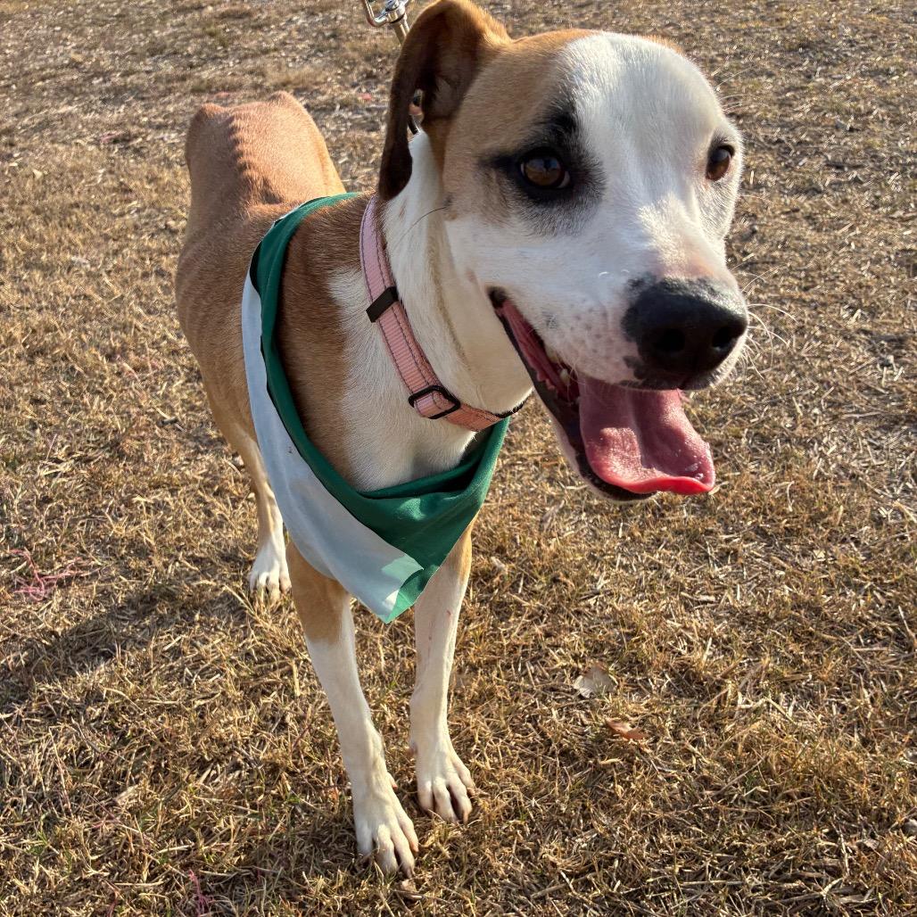 Enlarge Taco, a Adoptable mixed breed in San Antonio, TX image 4/6