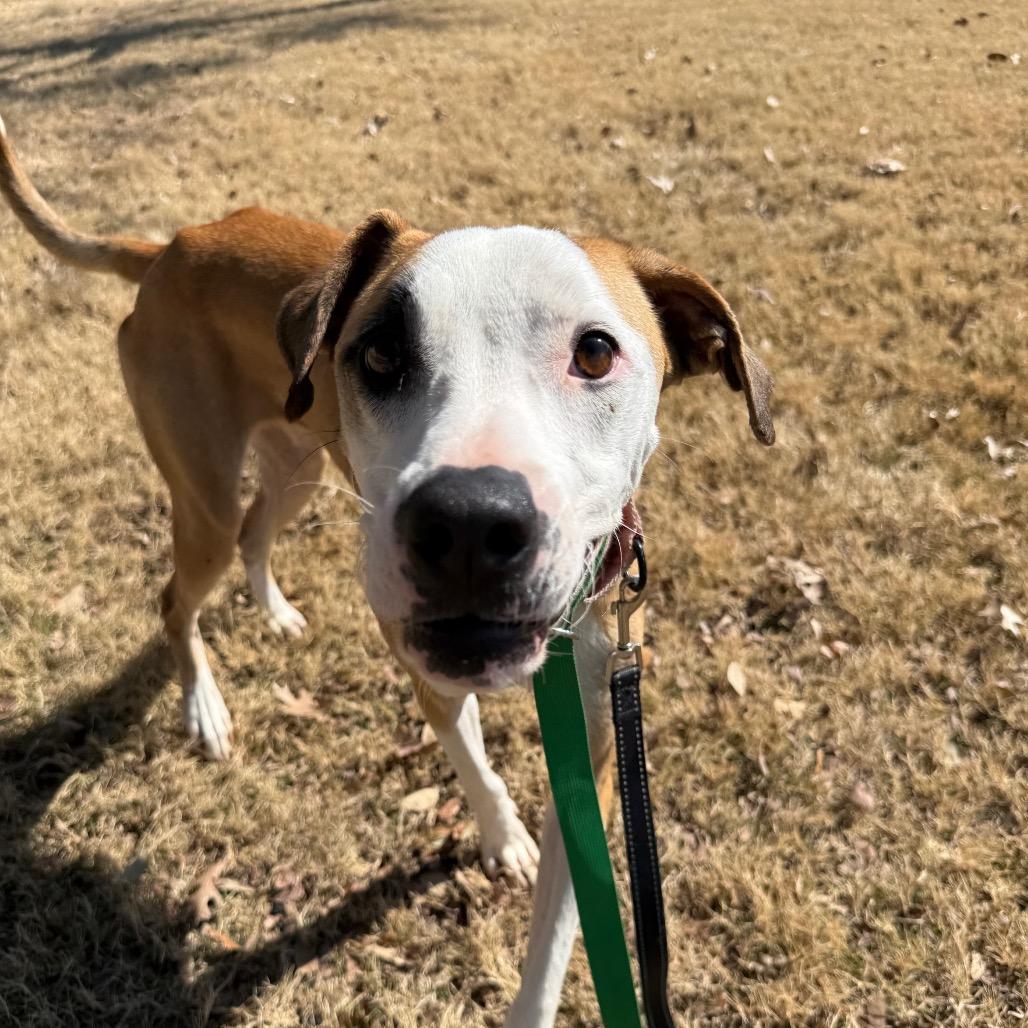 Enlarge Taco, a Adoptable mixed breed in San Antonio, TX image 5/6