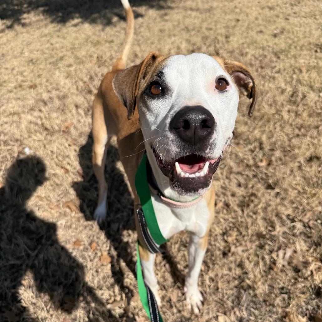 Enlarge Taco, a Adoptable mixed breed in San Antonio, TX image 6/6