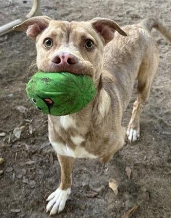 Enlarge Little Man, a Adoptable American Bulldog in Tarrytown, GA image 1/3