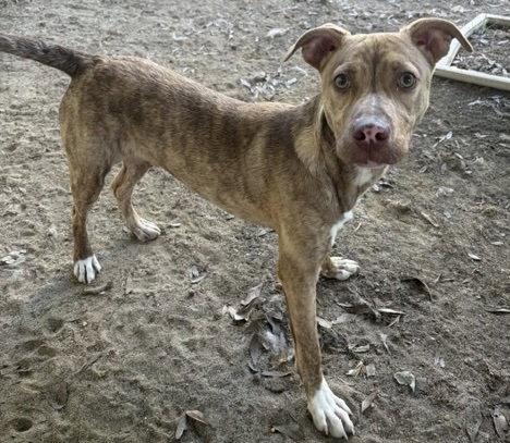 Enlarge Little Man, a Adoptable American Bulldog in Tarrytown, GA image 2/3