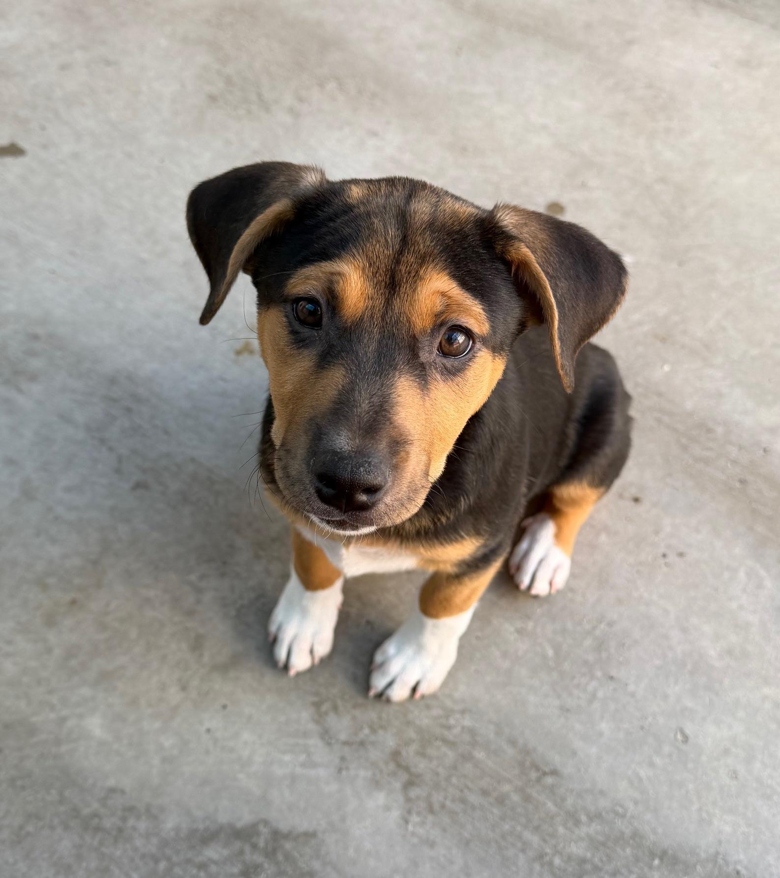 Vixen — thumbnail 2