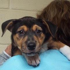 Vixen — thumbnail 3