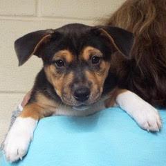 Vixen — thumbnail 4