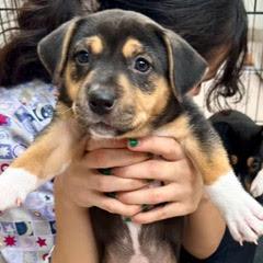 Vixen — thumbnail 5