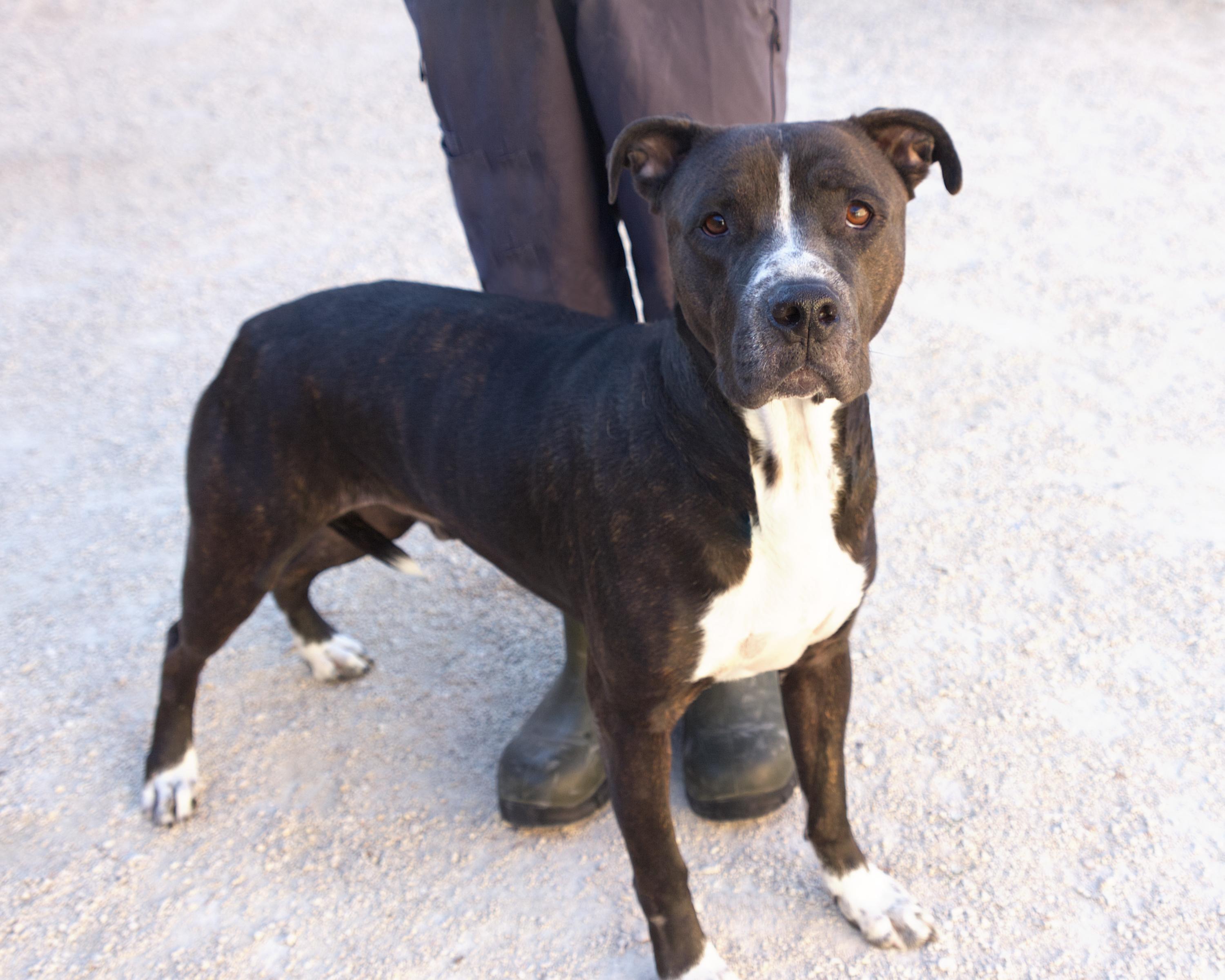 Enlarge Ajax, an adopted mixed breed in Winnipeg, MB image 2/2