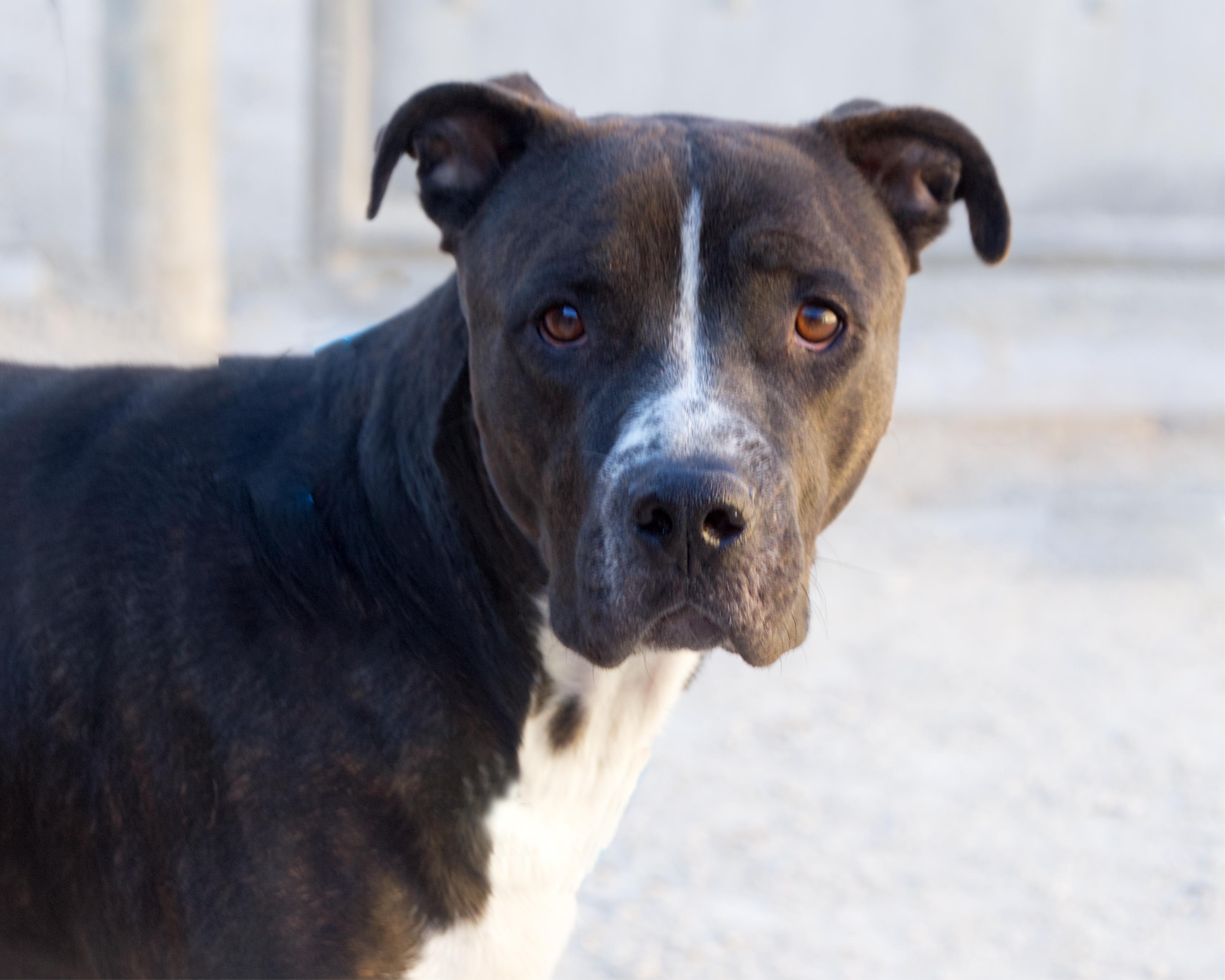 Enlarge Ajax, an adopted mixed breed in Winnipeg, MB image 1/2