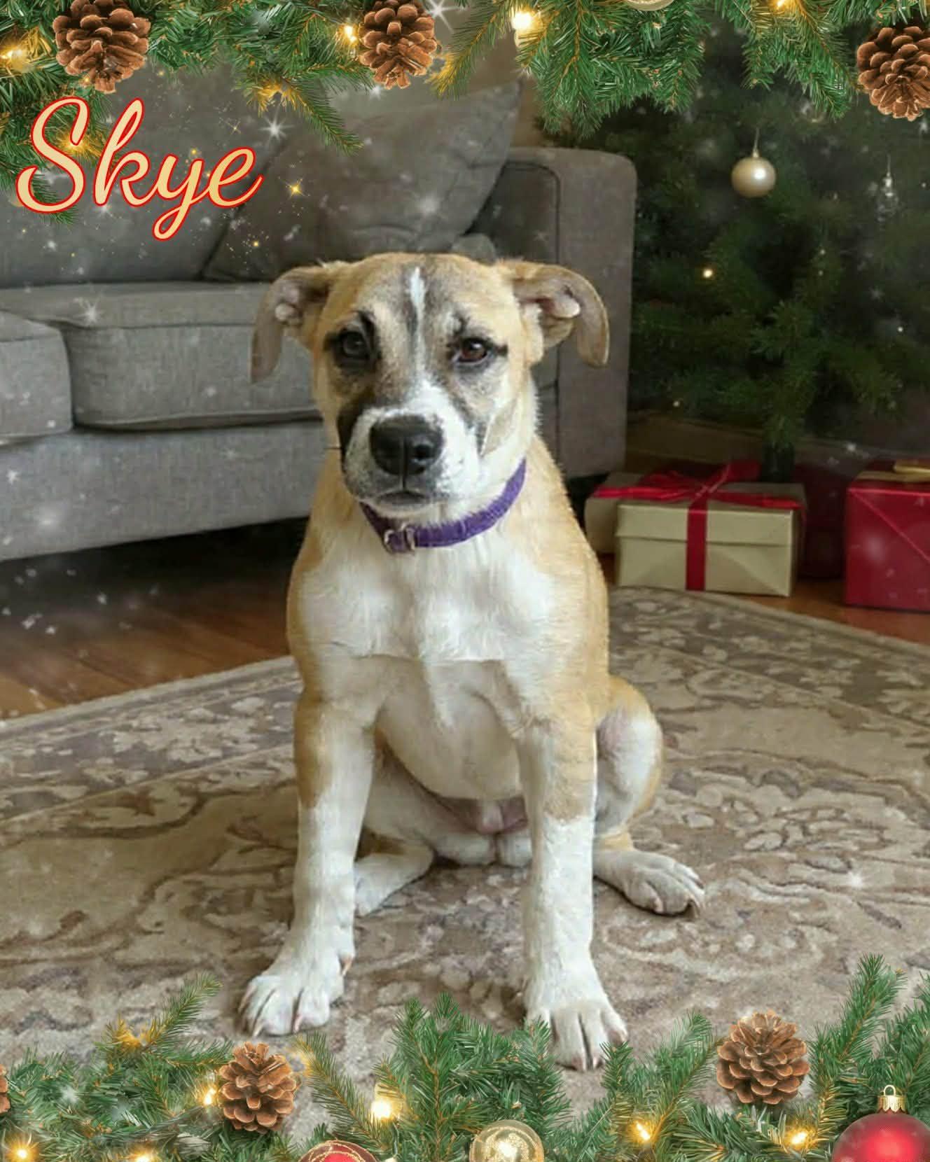 Enlarge Skye, a ADOPTABLE mixed breed in Grove, OK image 1/4