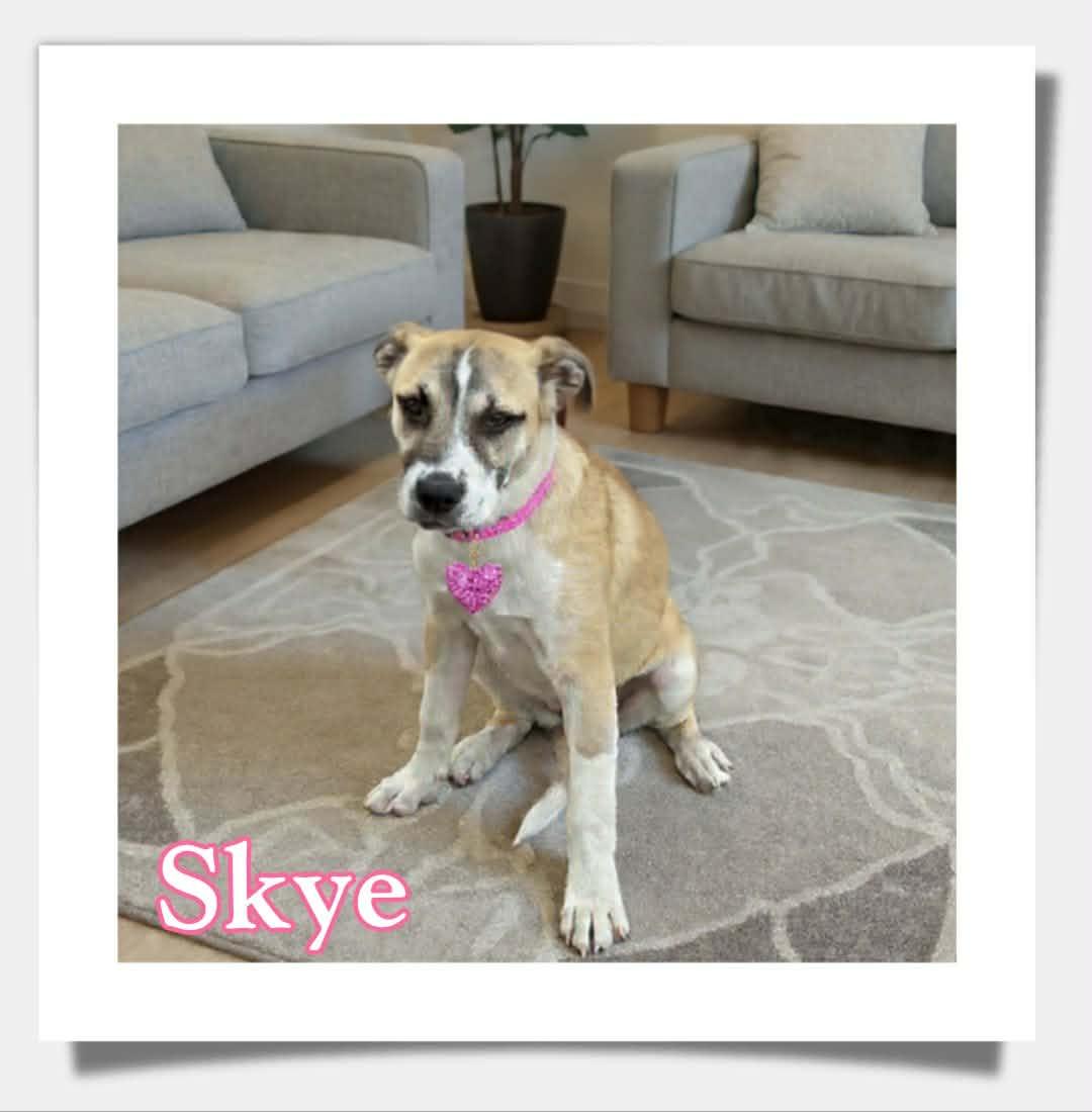 Enlarge Skye, a ADOPTABLE mixed breed in Grove, OK image 3/4