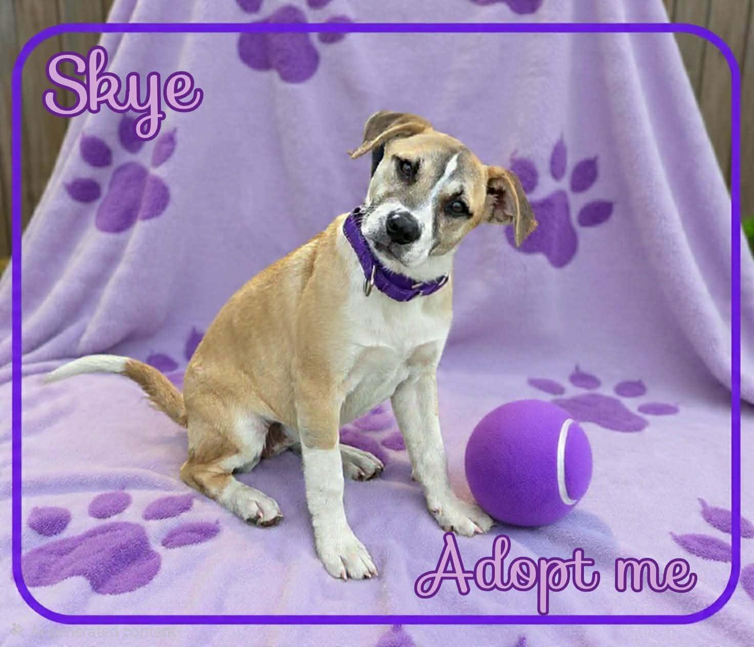 Enlarge Skye, a ADOPTABLE mixed breed in Grove, OK image 4/4
