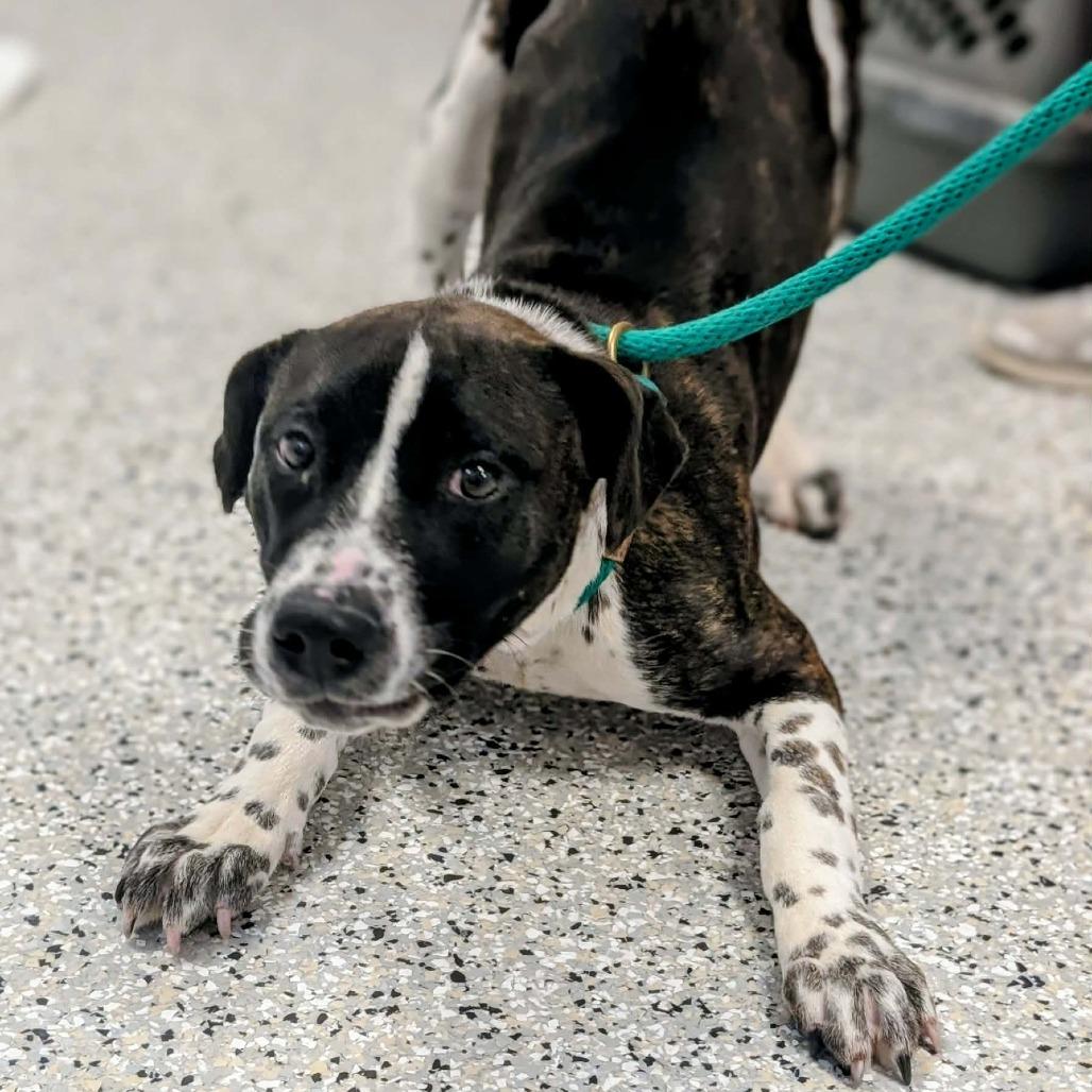 Summer, Adoptable, Young Female Australian Cattle Dog / Blue Heeler.