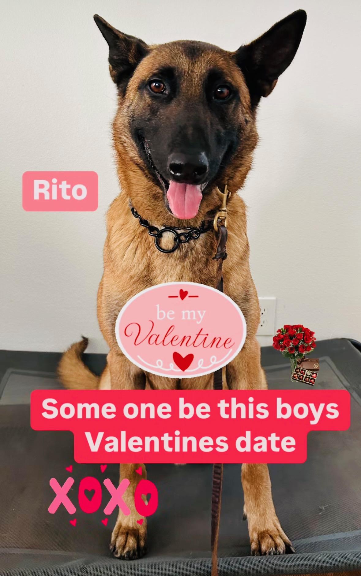 Rito, a Adoptable Belgian Shepherd / Malinois in El Cerrito, CA image 3/6