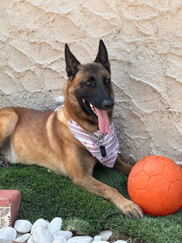 Rito, a Adoptable Belgian Shepherd / Malinois in El Cerrito, CA image 4/6