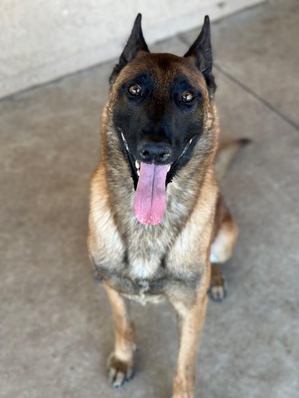 Rito, a Adoptable Belgian Shepherd / Malinois in El Cerrito, CA image 6/6