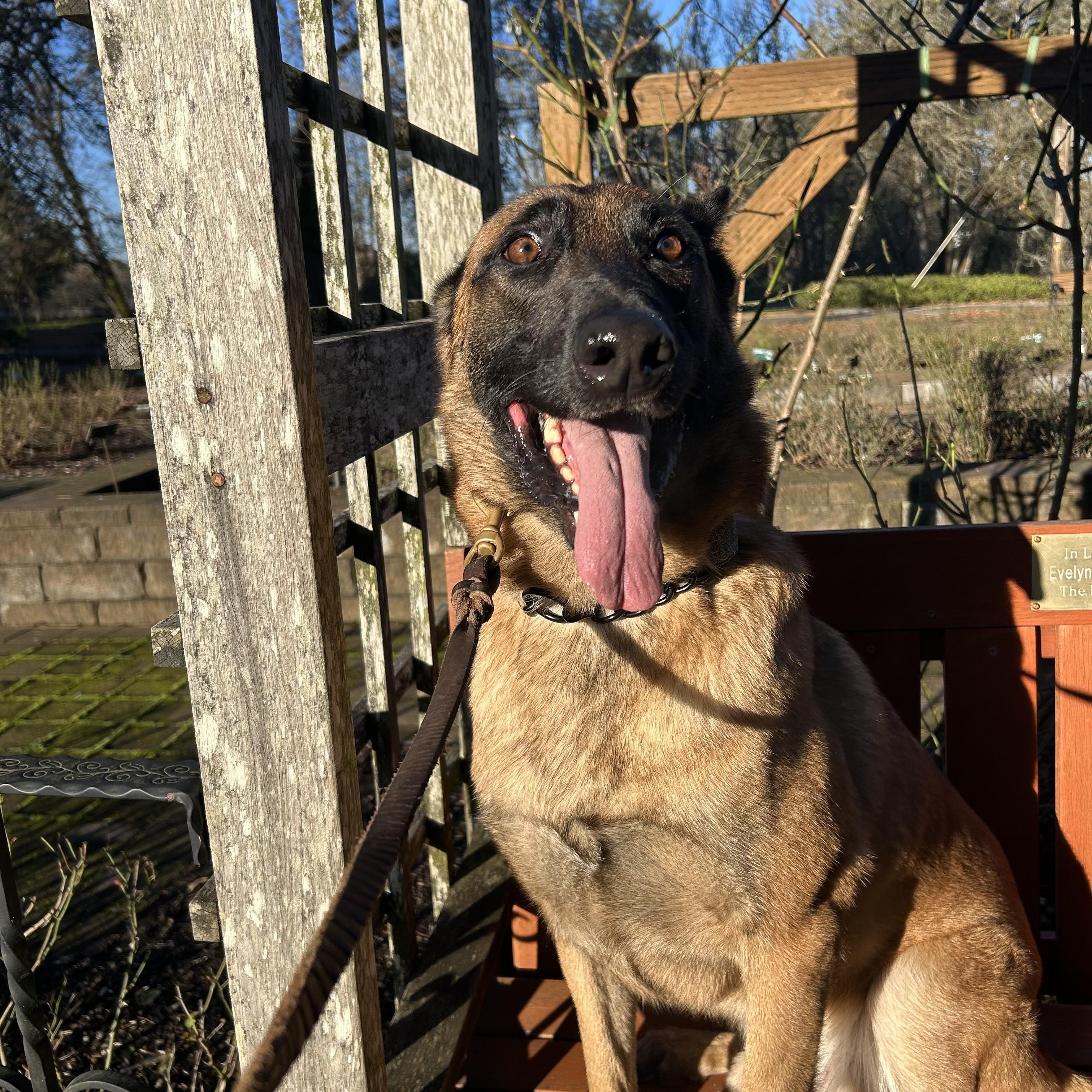 Rito, a Adoptable Belgian Shepherd / Malinois in El Cerrito, CA image 5/6