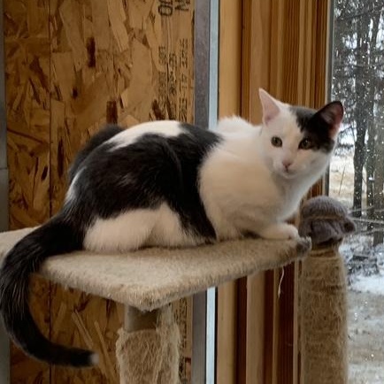 Phantom, a Adoptable Domestic Short Hair in Stockholm, WI image 2/6