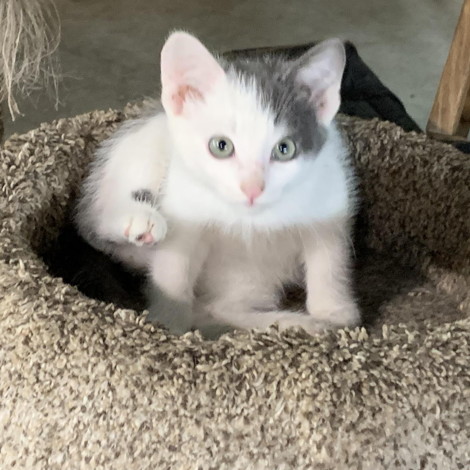 Enlarge Phantom, a Adoptable Domestic Short Hair in Stockholm, WI image 5/6