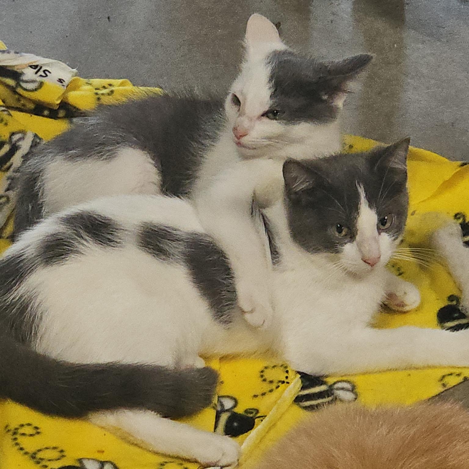 Enlarge Phantom, a Adoptable Domestic Short Hair in Stockholm, WI image 6/6