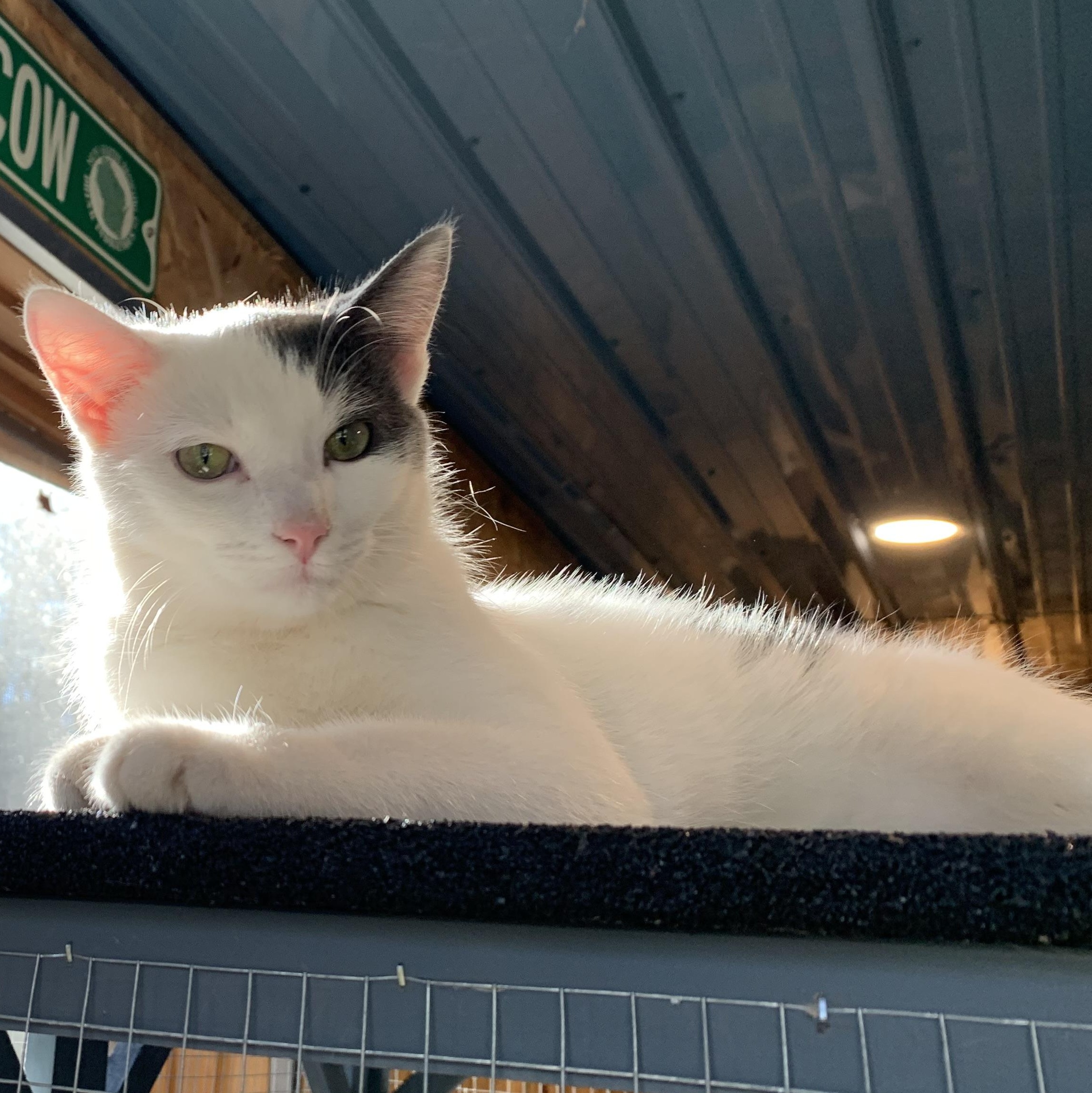 Phantom, Adoptable, Young Male Domestic Short Hair.