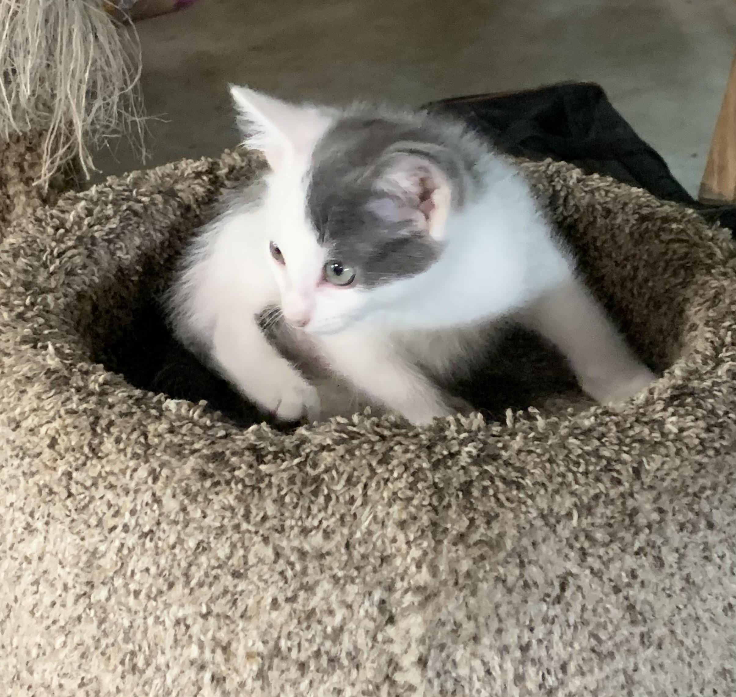 Enlarge Phantom, a Adoptable Domestic Short Hair in Stockholm, WI image 4/6