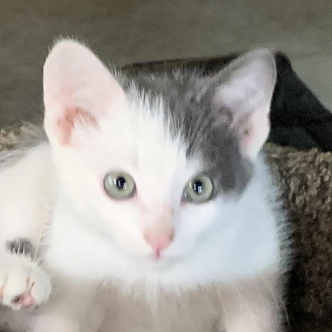 Phantom, Adoptable, Young Male Domestic Short Hair.