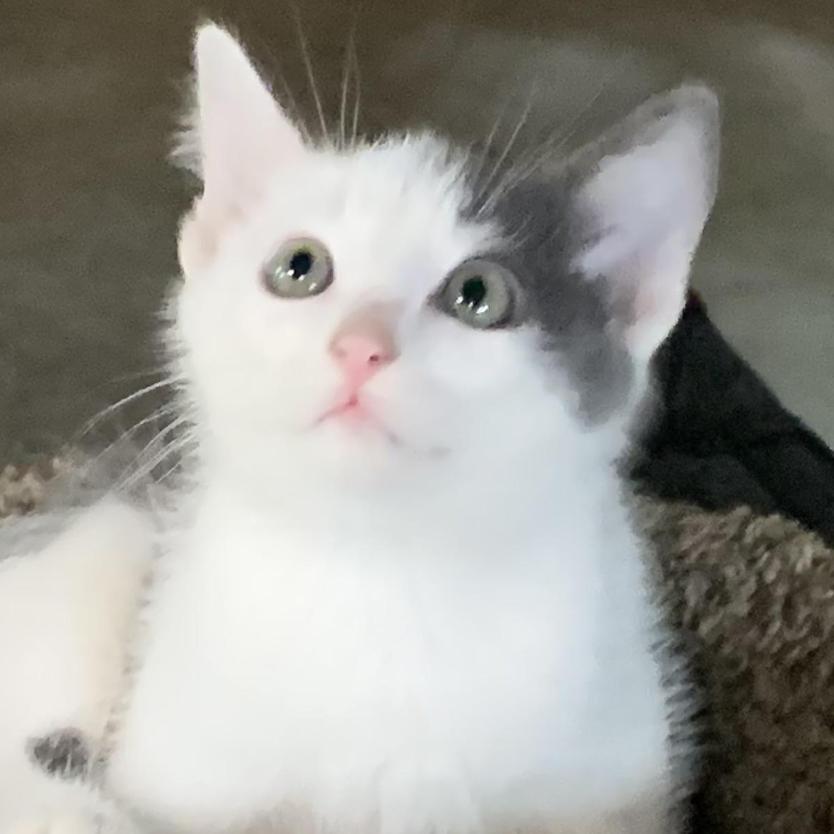 Enlarge Phantom, a Adoptable Domestic Short Hair in Stockholm, WI image 2/6