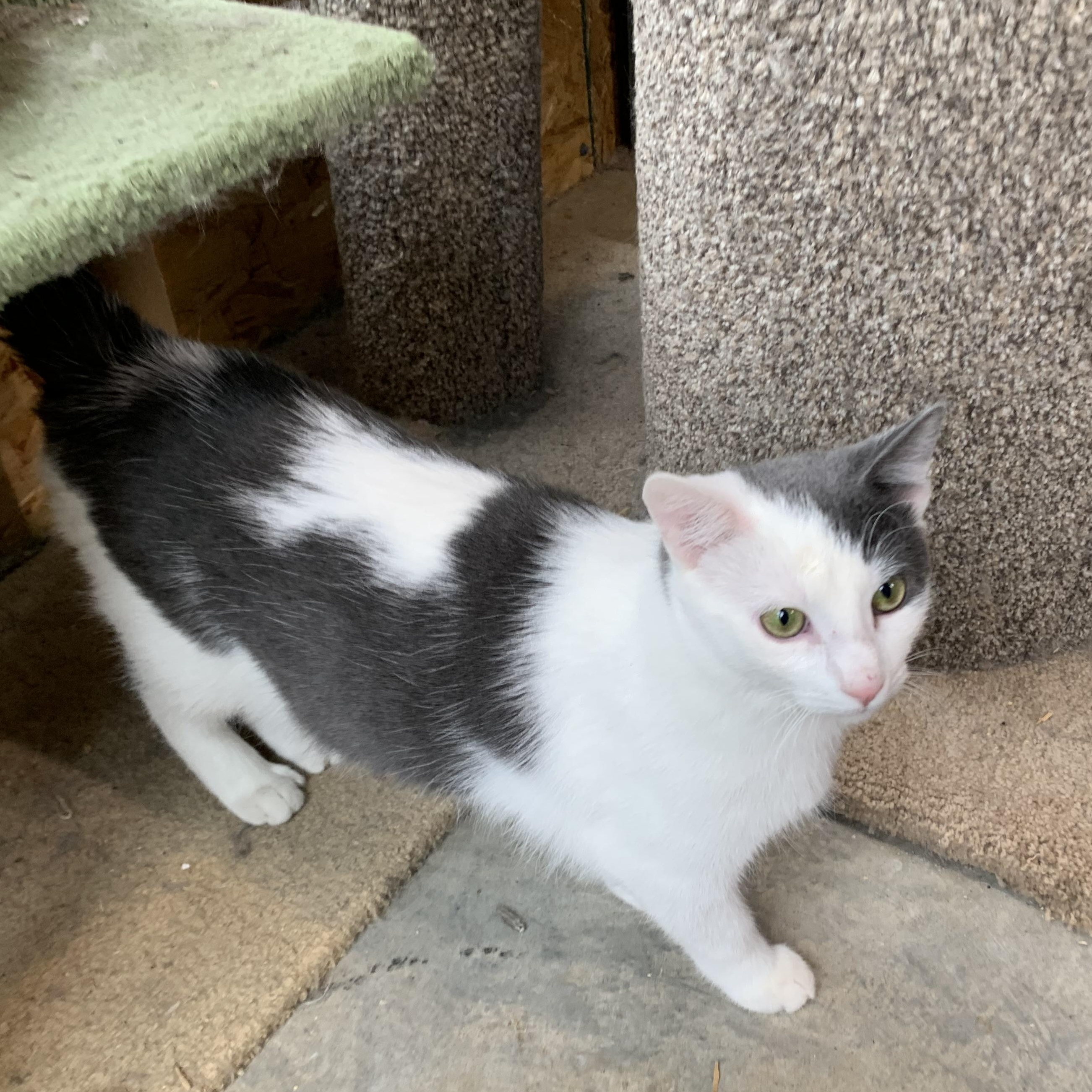 Phantom, a Adoptable Domestic Short Hair in Stockholm, WI image 3/6