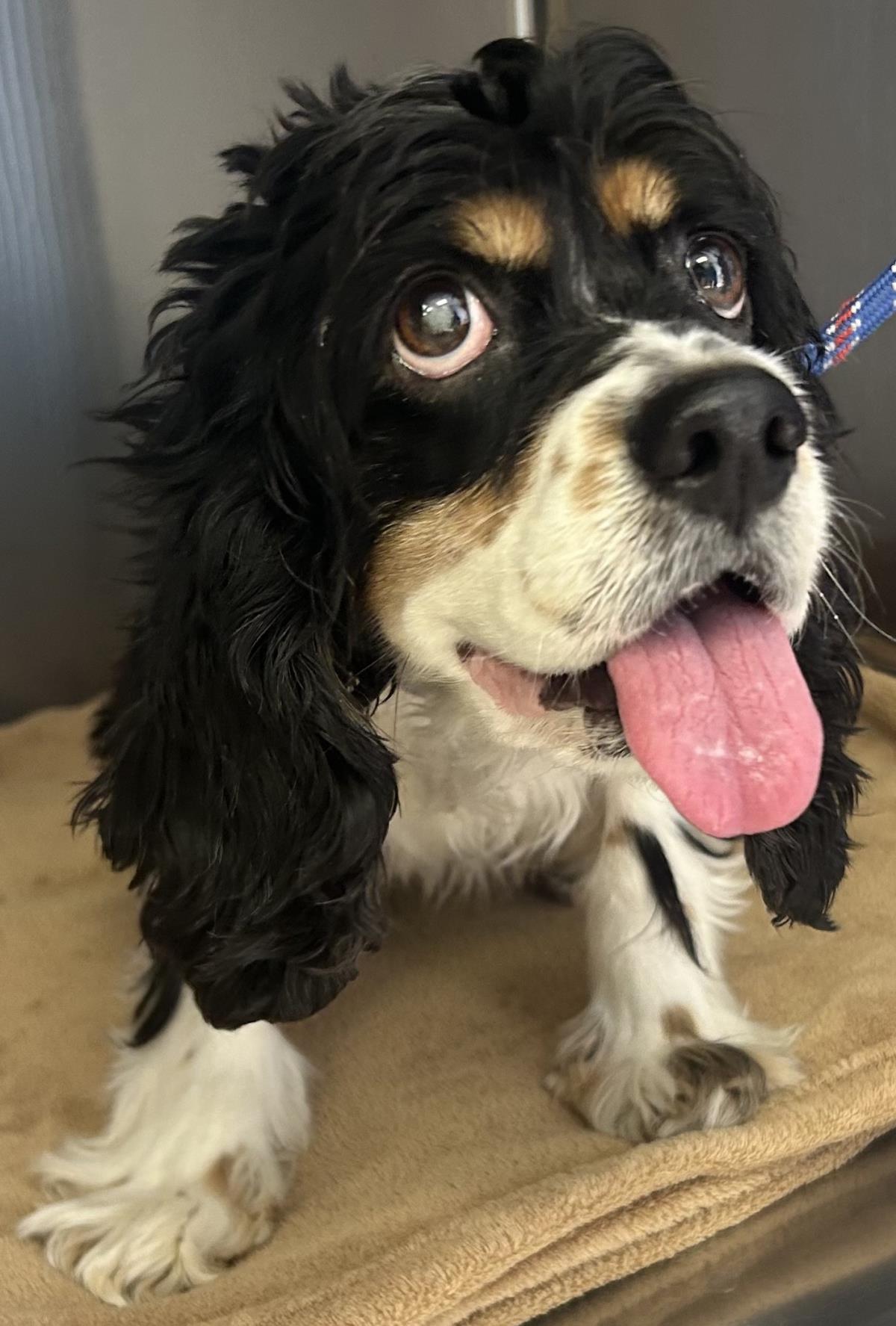 Zoey, Adoptable, Adult Female Cocker Spaniel.