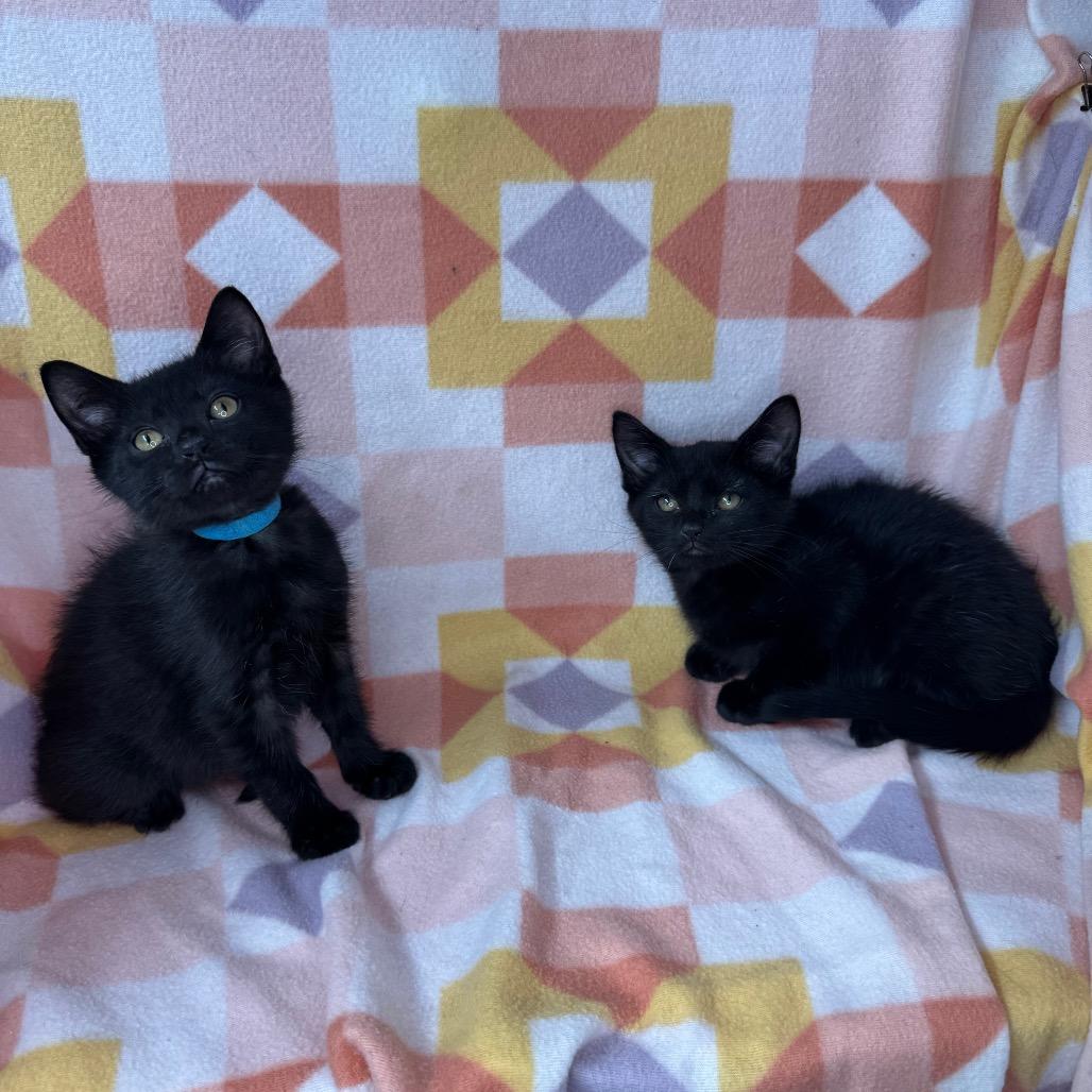 Stitch and Bluey, Adoptable, Kitten Male Norwegian Forest Cat & Maine Coon.