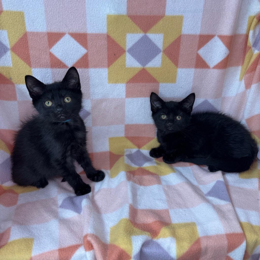 Stitch and Bluey, a Adoptable mixed breed in Mount Vernon, IL image 2/6