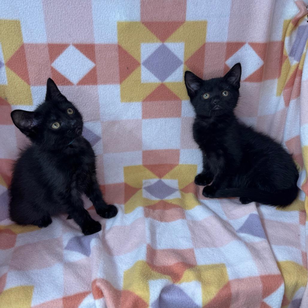 Stitch and Bluey, a Adoptable mixed breed in Mount Vernon, IL image 4/6